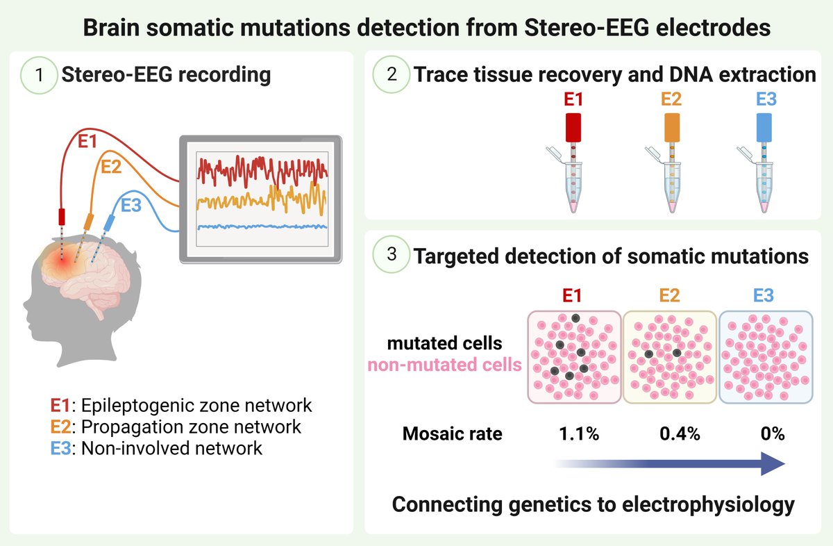 New study from our lab 🧬: using trace tissue from SEEG electrodes, we detected somatic mutations in mTOR pathway genes, causing epilepsies due to focal cortical dysplasia. 👉Potential link between mutation load to epileptic activity & improved diagnostic. @SaraBaldassari4