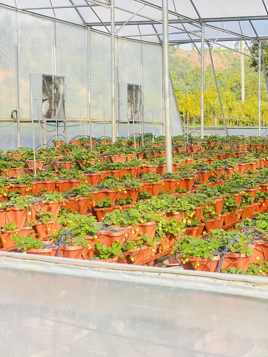 Greenhouse farming is green gold! This sustainable farming method allows us to grow crops year-round, regardless of the weather. It also helps to protect crops from pests and diseases. Let's #adoptgreenhousefarming and help to secure our food future.
#GreenhouseFarming