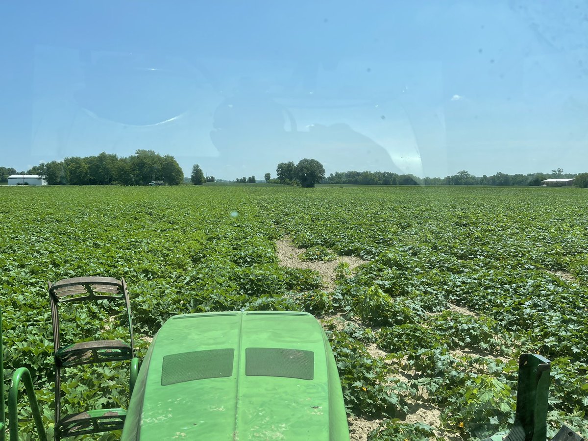 What crop is this? 
Where did the soybeans go! 
#spray
#cropprotection
#specialtycrops