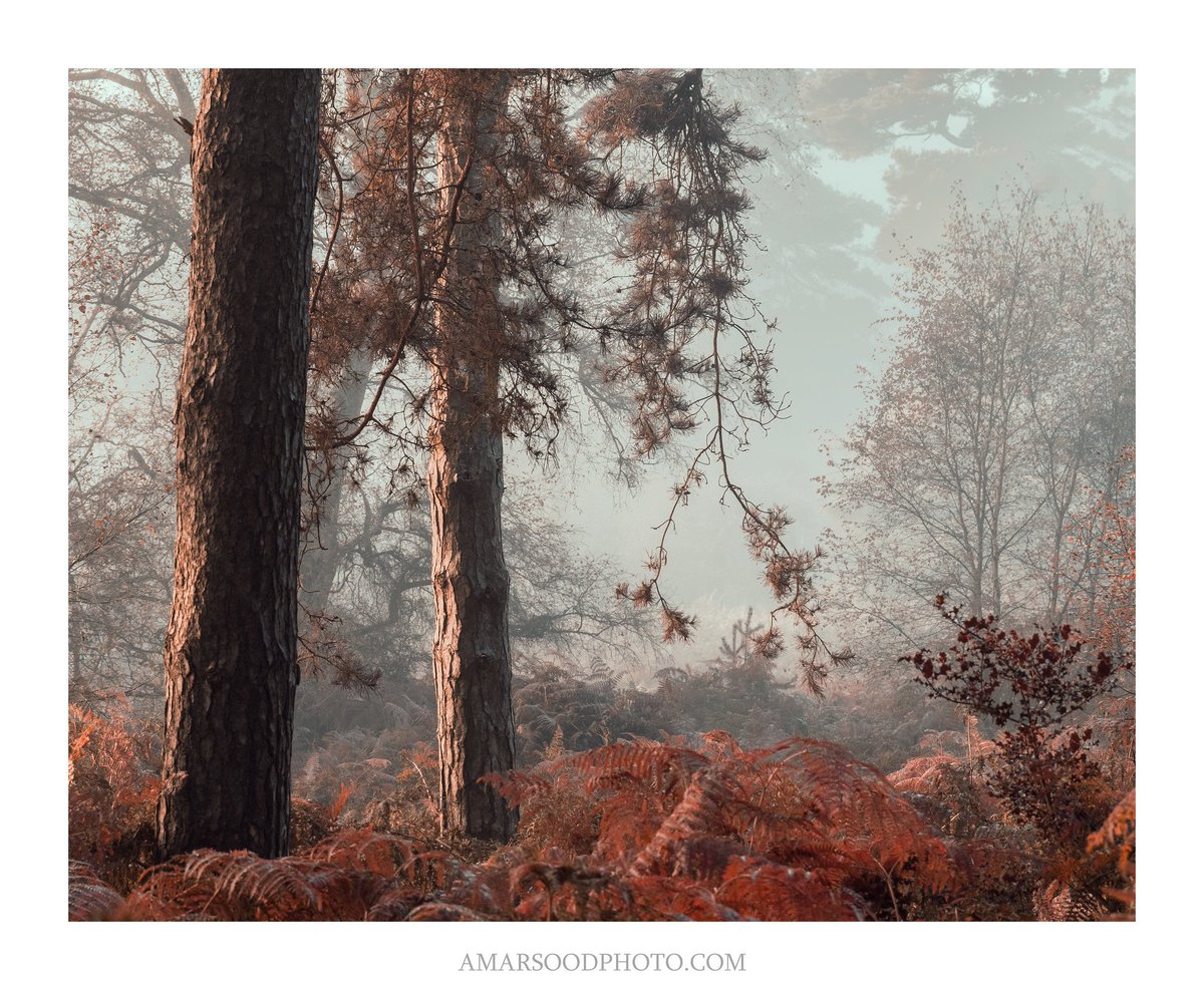 'Jurassic'

#landscapephotography 
#woodlandphotography