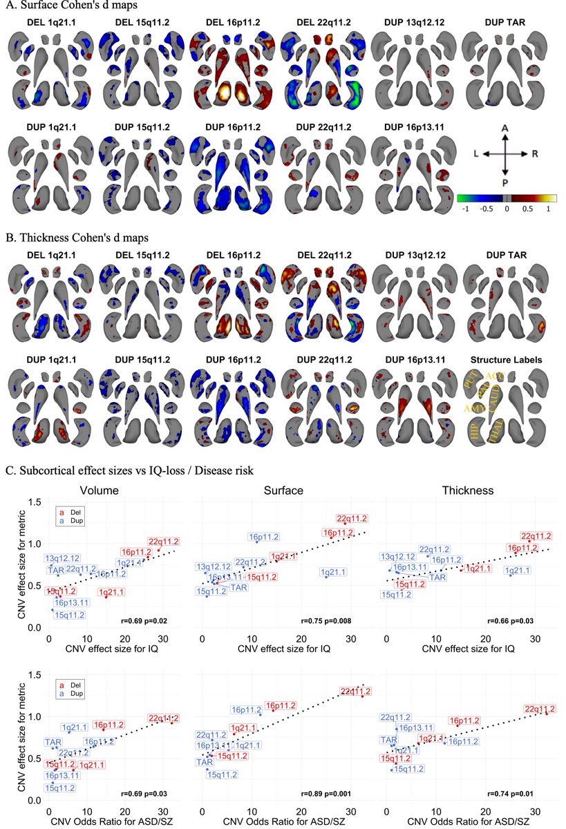 kkumar_iitkgp's tweet photo. 📢 Thrilled to announce our latest paper: "Subcortical Brain Alterations in Carriers of Genomic Copy Number Variants" has been published in the American Journal of Psychiatry @APAPubJournals.  🧠🧬

A tweetorial summary 🧵 https://t.co/oOD3IP9G4a