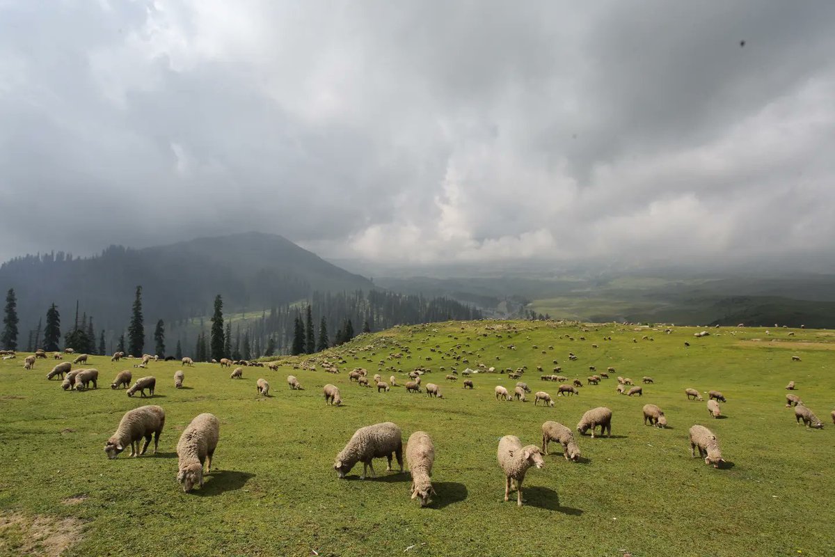 Kashmir_Positive tweet media