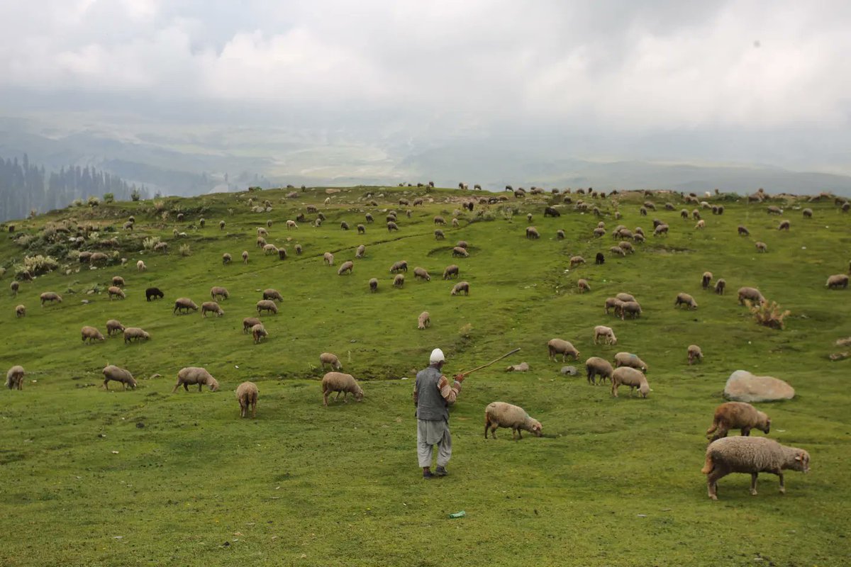 तोसामैदान कश्मीर का खूबसूरत नजारा
#कश्मीर 
#kashmir