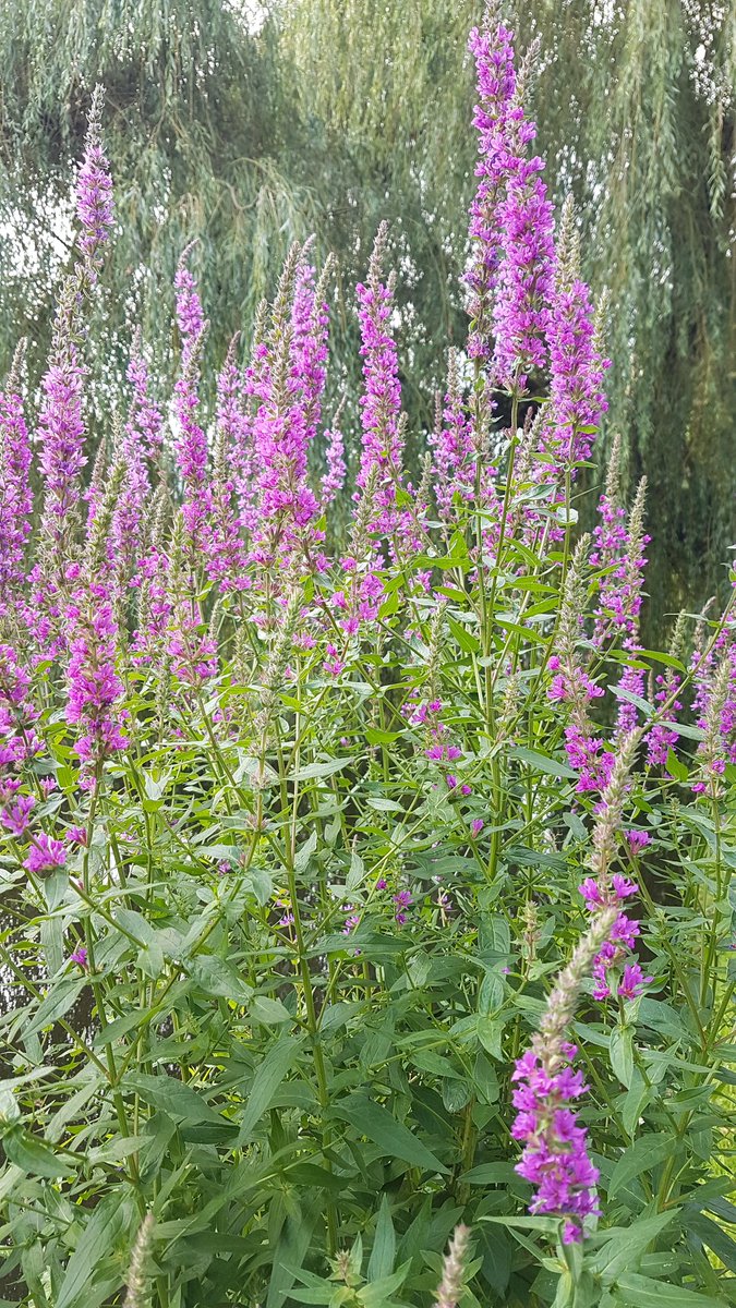 KarinPadmos's tweet photo. Onze ochtendwandeling langs de #Bergsingel #natuurlijkeoevers #geluksmomentjes #stapsteenvoordebijtjes #liskwartier
Wil ik ook in de #statensingel #blijdorp #wijkraadbbl
@hhsenk @Stadsbeheer010 @College010 moet toch lukken? https://t.co/A018QKlPUH
