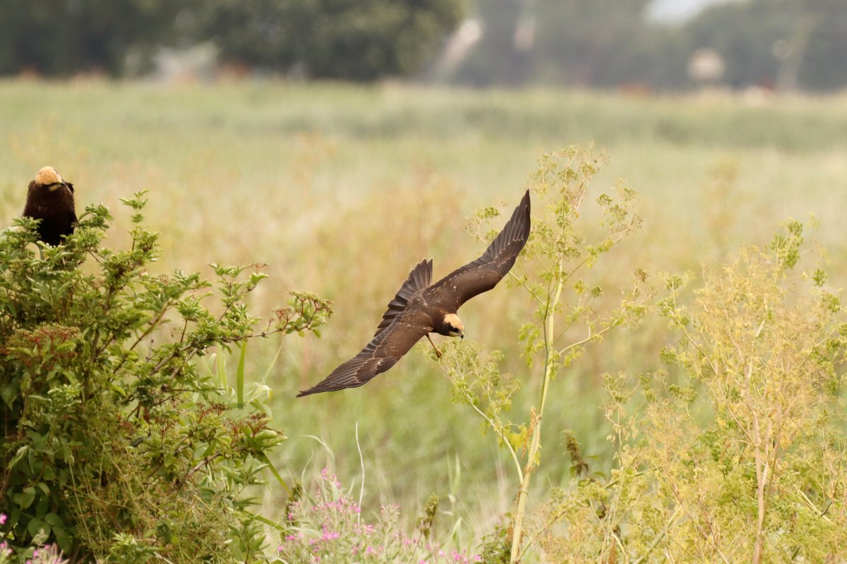 nottingwings's tweet photo. Marsh Harriers (juvenile),@Blacktoft_Sands, 18/07/23  

 #TwitterNatureCommunity #UKBirds #MarshHarriers #Derbyshirebirdtours #NaturePhotography #BirdPhotography #VisitYorkshire #CircusAeruginosus https://t.co/qz6DTNo92E