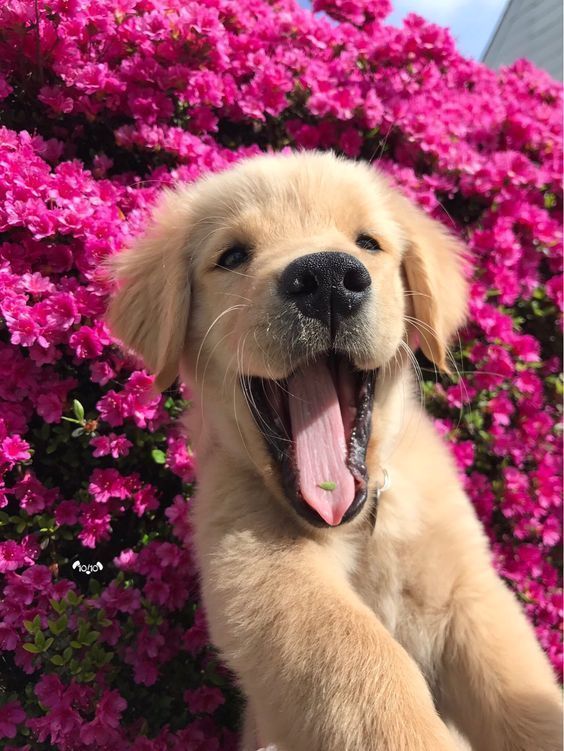 puppiesDoglover's tweet photo. So cute puppy https://t.co/AYgIogTfsF