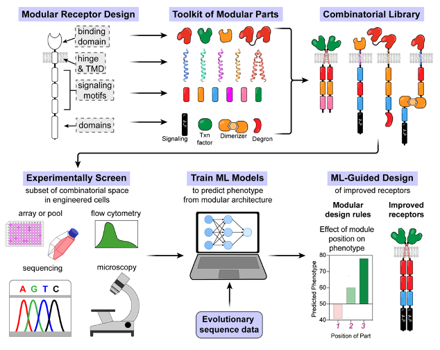 In a new review (part of an upcoming series in Immunological Reviews on cell therapies) Sara Capponi (@sara_capp, IBM) and I discuss the potential of using AI to build predictive models that aid in development & understanding of cell therapies. doi.org/10.1111/imr.13…
