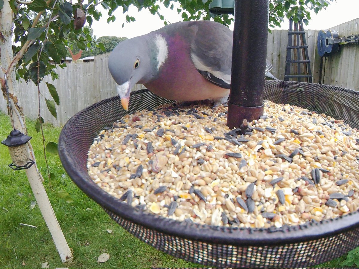 GreenwoodRvn's tweet photo. Our first use of the GoPro has produced a photo of this local lad ππ·
#woodpigeon #pigeons #gopro #wildlifephotography #friendlylocals #wildlifefriend #britishwildlife #britishbirds #FeatheredFriends #birdseed #birdfeeding #silverbirch https://t.co/jiHefPN7fx