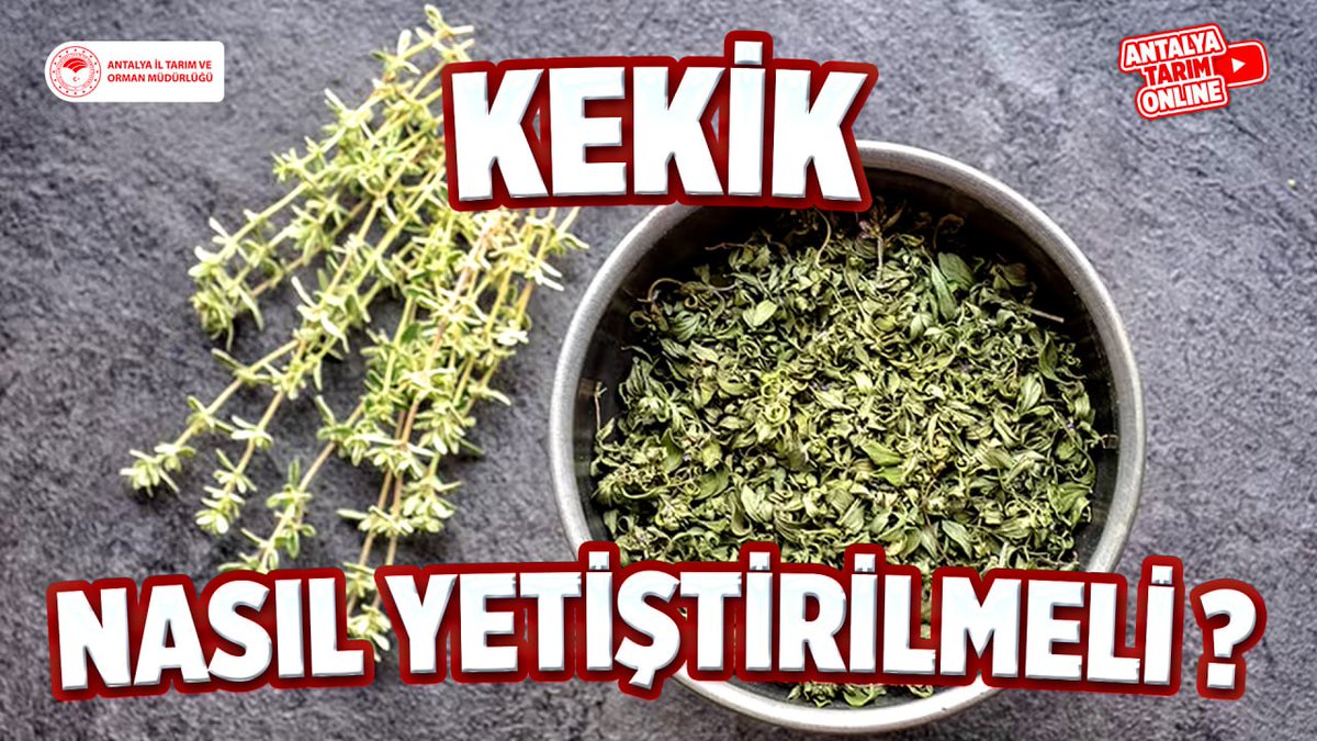 Kıymetli Çiftçilerimiz

#Kekik Yetiştiriciliği hakkında gerekli tüm bilgileri #ücretsiz sunduğumuz eğitimlerimize 👇linkten ulaşabilirsiniz👇
youtube.com/live/gcBRnZd7w…

#NasılYetiştirmeli? 

#GelecekTarımda
#TarımAntalyada

<a href="/gokhankaraca_/">Gökhan Karaca</a> <a href="/ersinyazici1/">Ersin YAZICI</a> <a href="/ibrahimyumakli/">İbrahim Yumaklı</a>

#Antalya