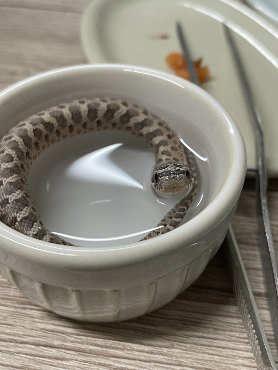 水浴びを覚えた末っ子ばぶ