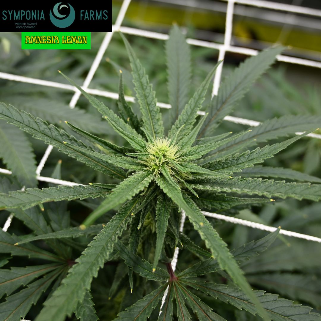 SymponiaFarms's tweet photo. Next room up is our 3 strain room. We Have Mimosa EVO, Strawberry Lemonade, and Amnesia Lemon. After that we will have Gorilla Sherbet and Bad Azz O.G. Cheese.🍋🍨🧀
#cannabis #indoorgrown #michiganmarijuana #weedculture #thclife #symponiafarms #vetowned
#BattleCreek #Michigan https://t.co/6ciLEuzgqA