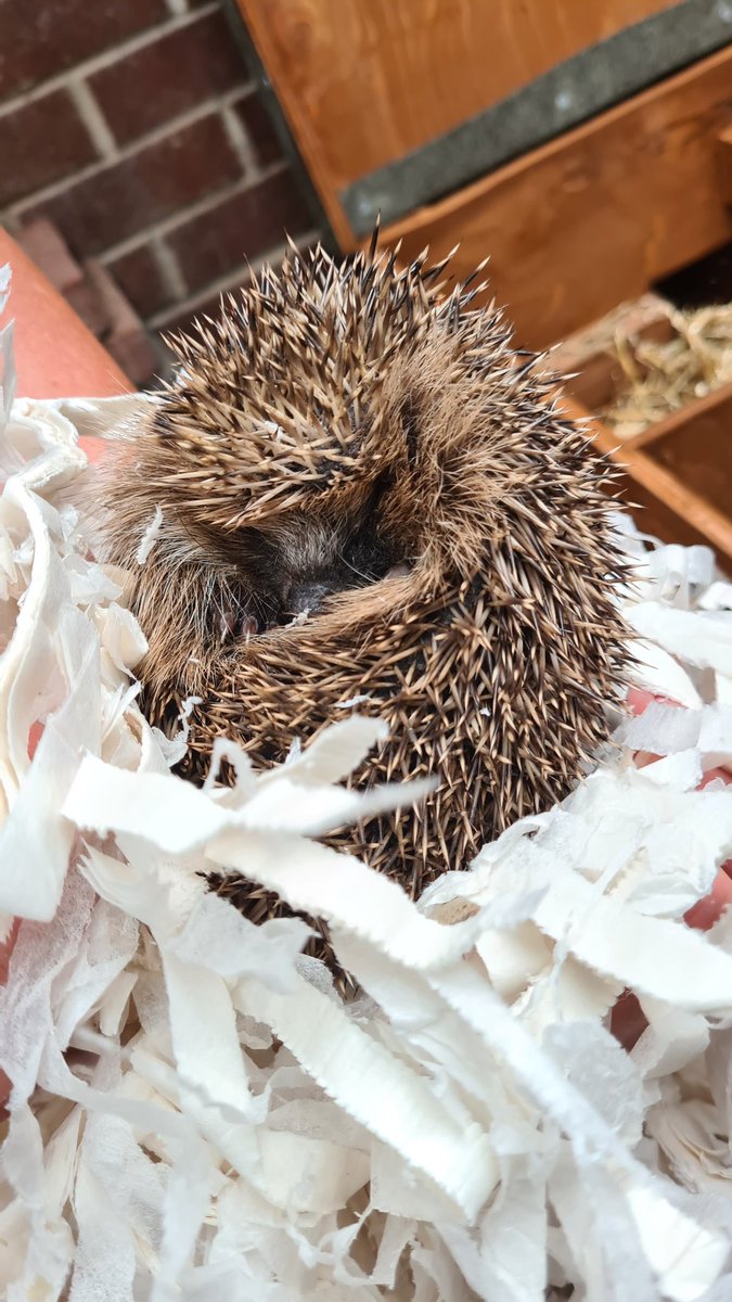 anna_tbel's tweet photo. My parents rescue hedgehogs and work with some amazing people to protect them. Yesterday, mummy hedgehog came home with her new babies 🦔🤎
#Hedgewatch #hedgehogs https://t.co/CmxOXLGhgq