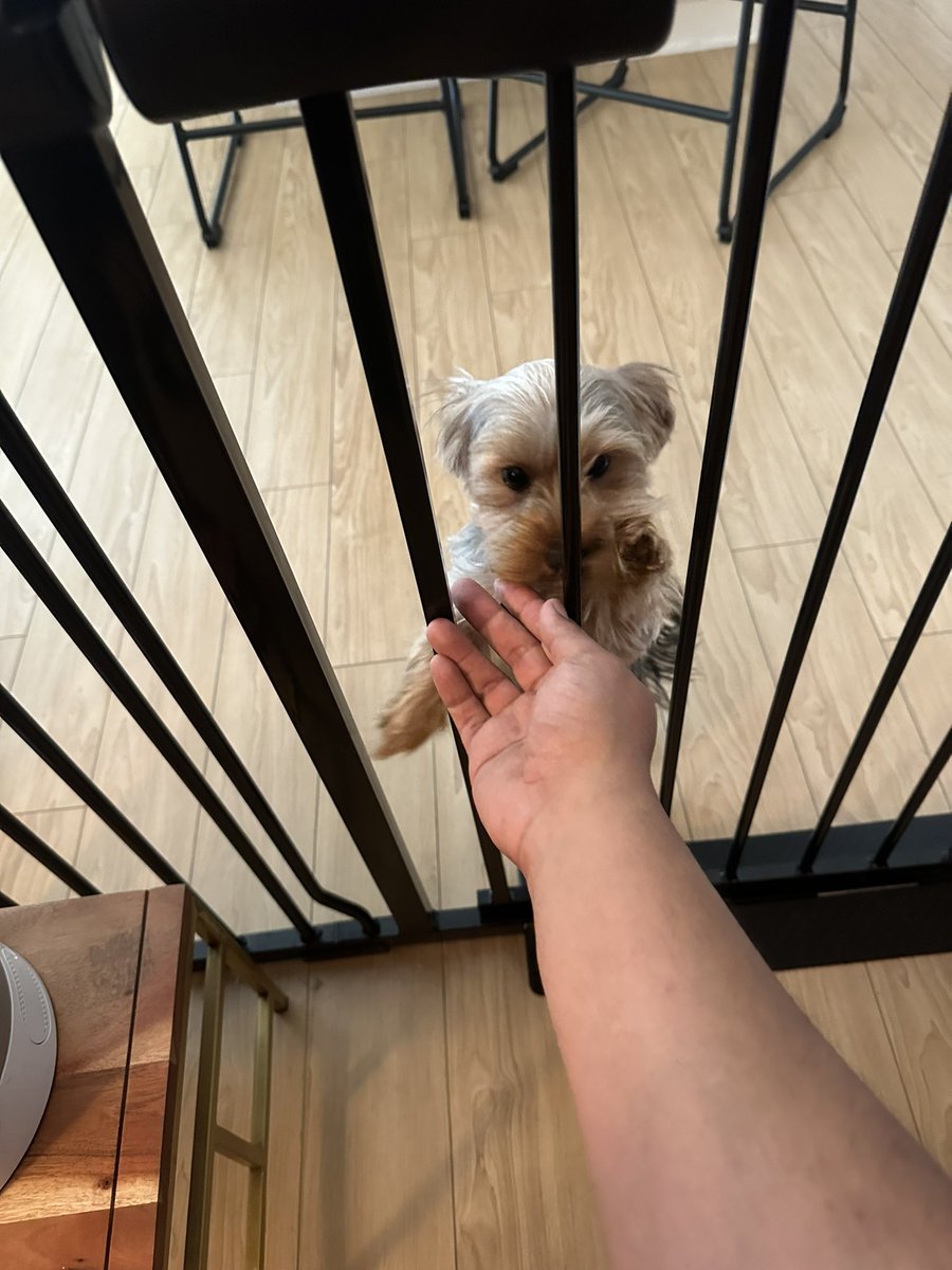 one_Dragon_code's tweet photo. You guys might have cell phone, internet, game systems etc telling you to stop coding and come here lol. I have this little needy girl that every time she is bored and hears me typing will come for some affection 😁 https://t.co/ADvBAt6tkk