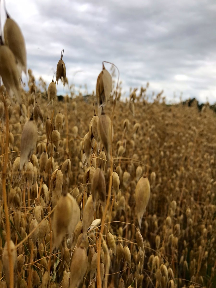 A nice day to collect some winter oat panicles for the <a href="/mycotoxi/">Mycotox-I</a> project! 
Thankfully it didn’t rain until I was finished! <a href="/afbi_cross/">AFBI Crossnacreevy</a>
