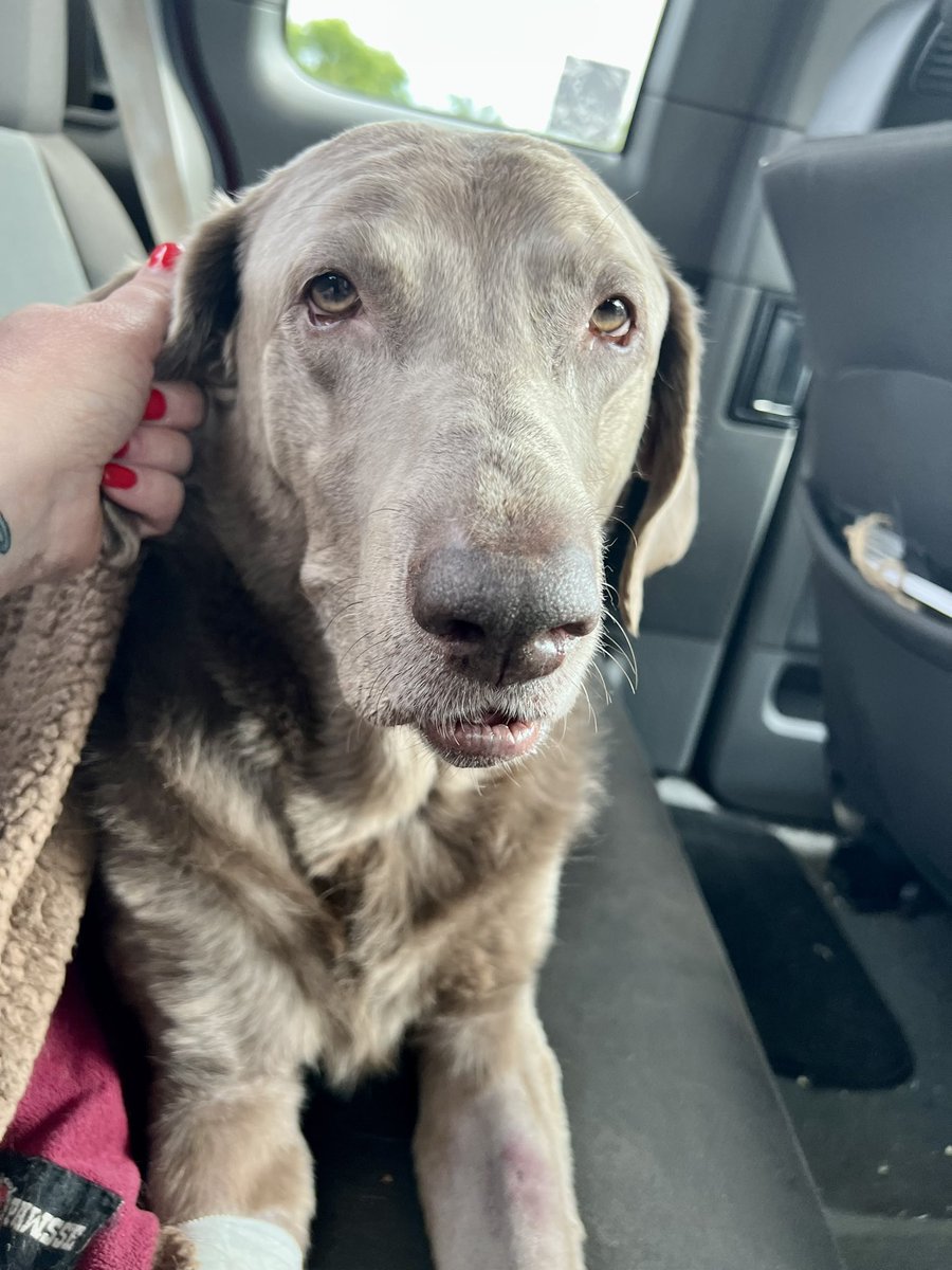 Jackson & Willow tweet media