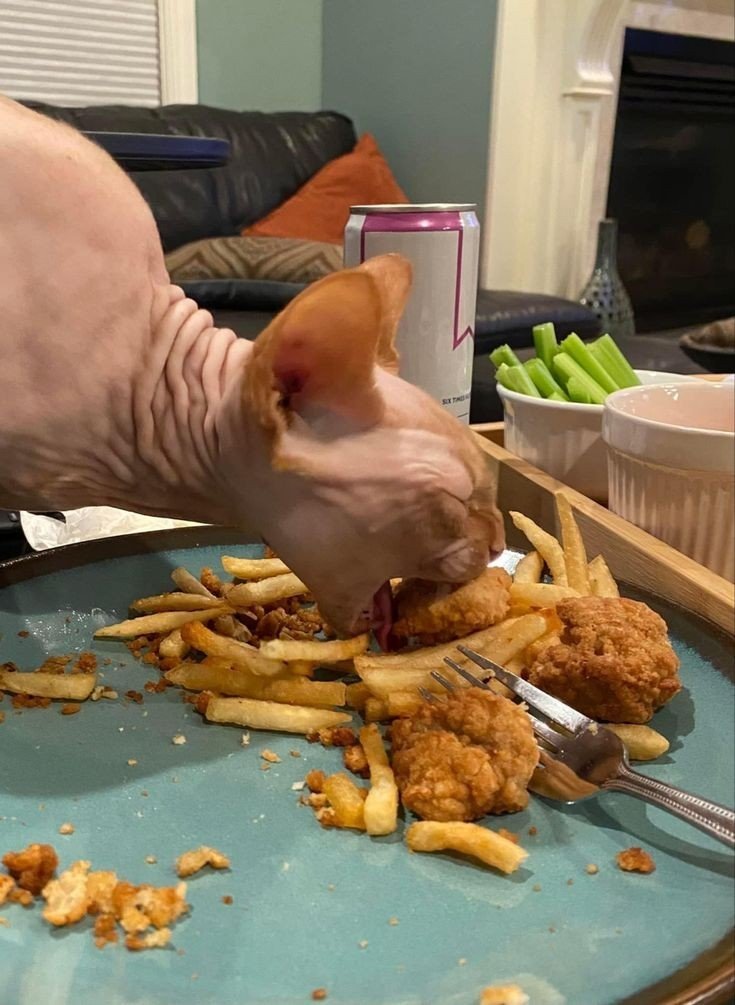 chicken on chicken violence