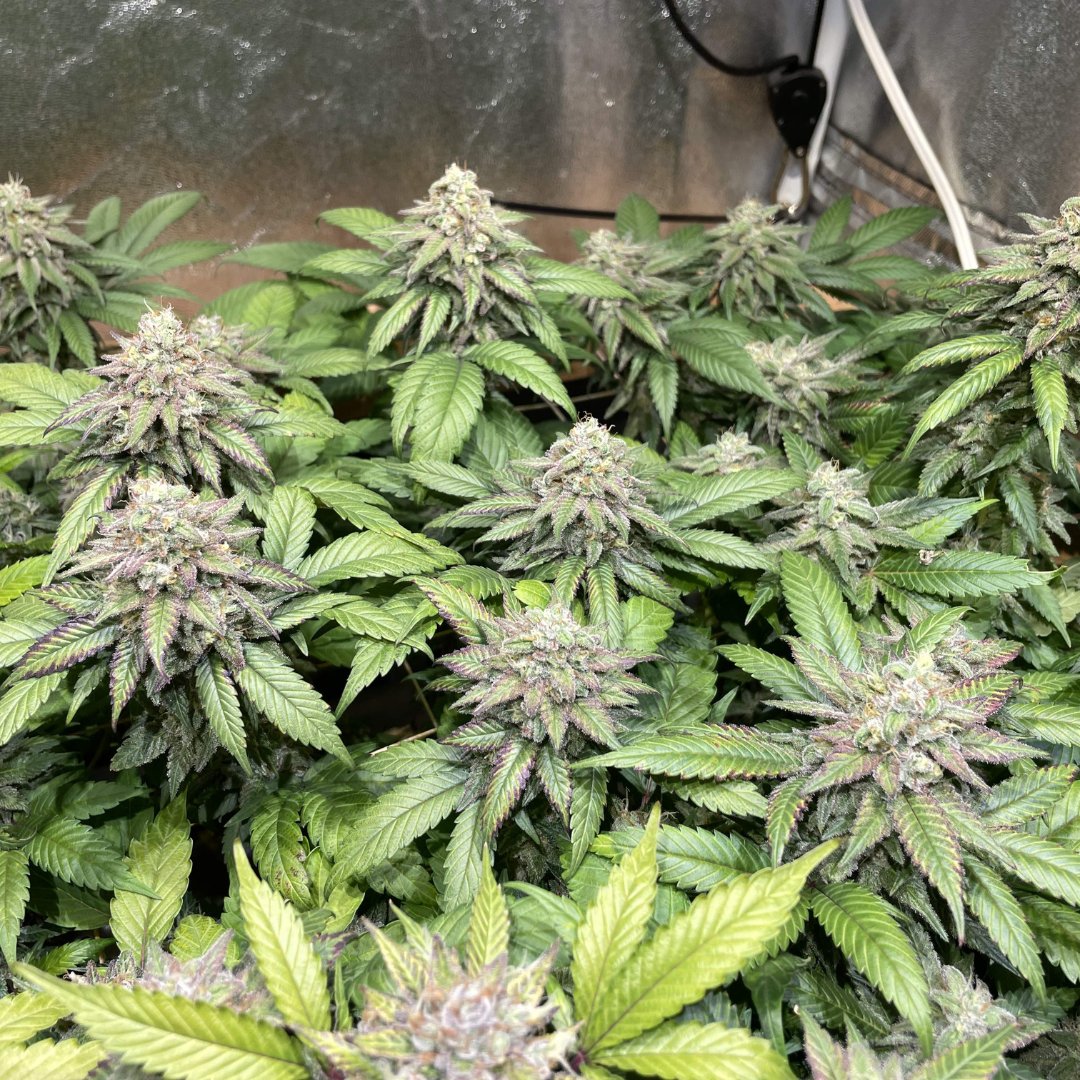 M_Seeds_nl's tweet photo. Godfather OG
A super potent indica-dominant strain boasting a rich pine aroma, extremely high THC levels and an iconic euphoric stone. Perfect for evening relaxation or pain relief.
BUY SEEDS: https://t.co/TPuvww2H1k
📷 gdogfunk
#msnlseeds #godfatherog #hightimes #growyourown https://t.co/pjszhnB2GV