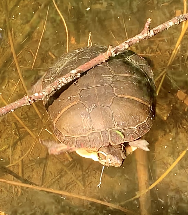 A Muskoka couple saw a painted turtle with a hook through its face this morning. Now, they’re waiting for a turtle taxi to come pick it up and bring it to the <a href="/OntarioTurtleCC/">Ontario Turtle Conservation Centre</a>  (OTCC) for treatment. If you see a turtle that is injured or dead, call the S.T.A.R.T. Reptile Hotline