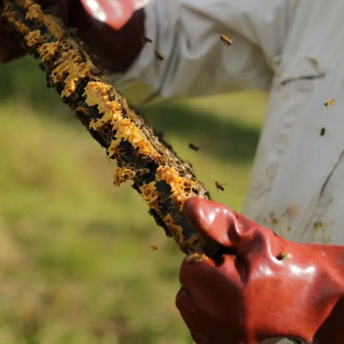 NelsonBeeRemove's tweet photo. With years of experience under his belt, you can rely on Nelson for quality bee removal from the start. https://t.co/0P0reLbjxV