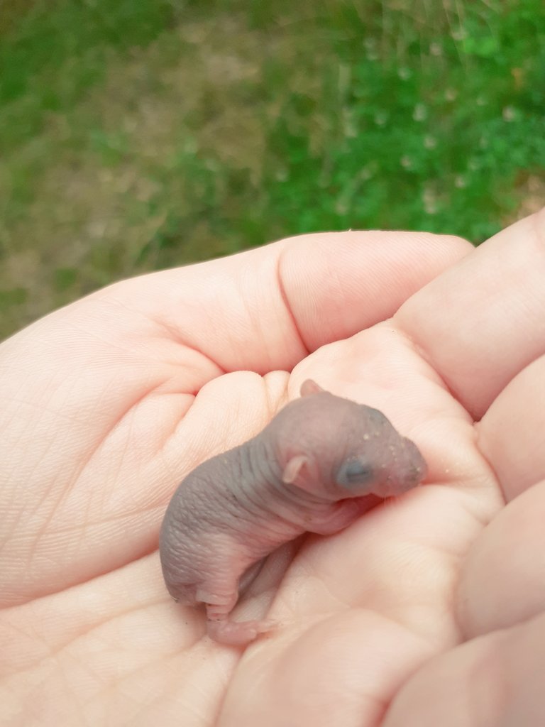 megabiggiii's tweet photo. Bitte alle Daumen für dieses kleine Siebenschläferbaby drücken, das ich auf dem Radweg gefunden und zur Wildtierpflege gebracht habe🥺🤞 https://t.co/eLXUH0LQT4
