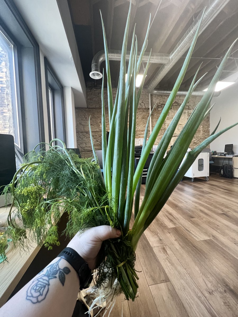 karsyeni's tweet photo. cannot convey the size of the scallions and dill i got today https://t.co/gYh4rhGFPh