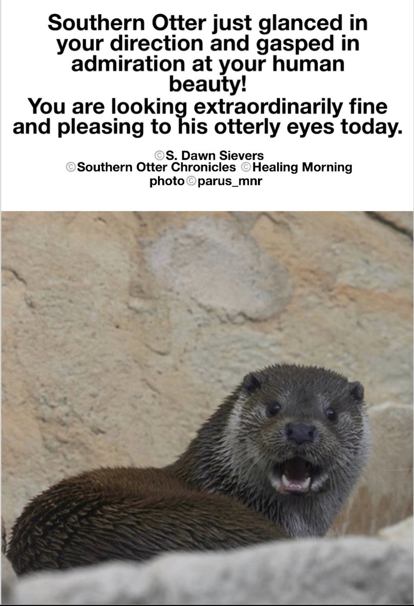 sds2965's tweet photo. Southern Otter Chronicles. Southern Otter is feeling rapt admiration at your human attractiveness! 🦦
#HealingMorning #SouthernOtterChronicles #YouAreGorgeous #OtterlyAdmiration #OhMy #HumansArePretty https://t.co/WMp155iwev