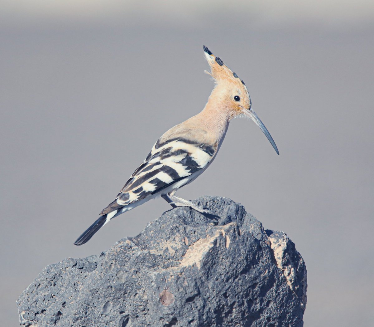Tonight’s thread, The perfect pose, I’m going to start with this hoopoe