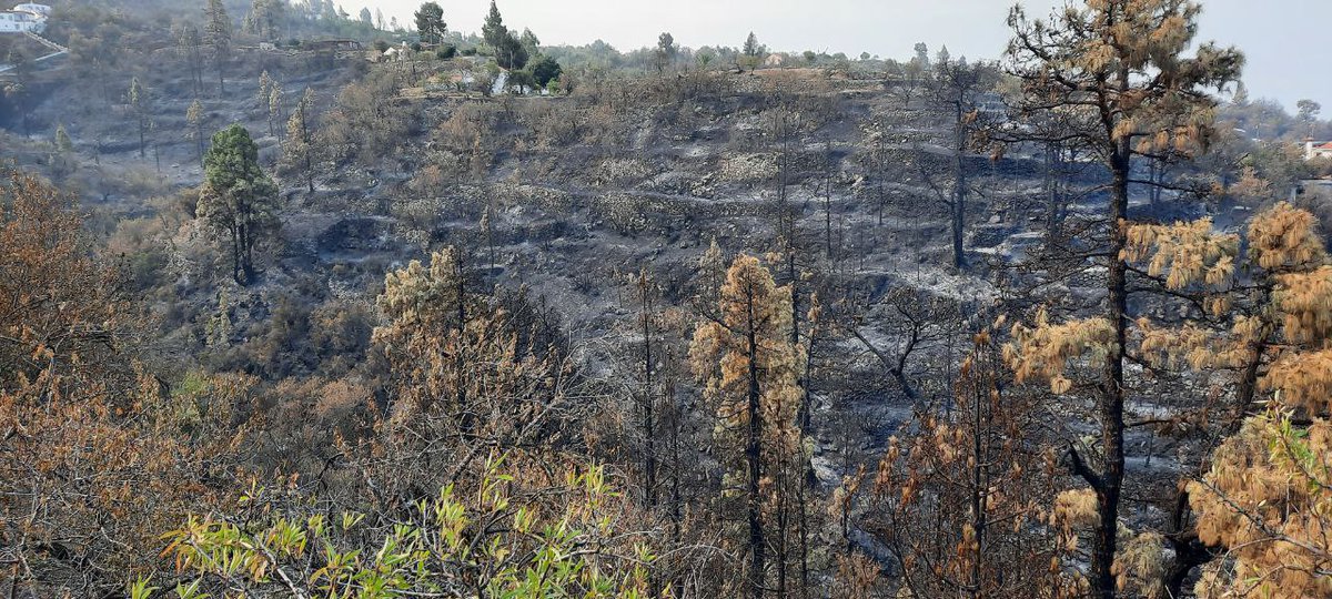 BomberosLaOliva's tweet image. Galería d imágenes de nuestros compañeros de bomberos de la isla de Fuerteventura qu participaron #IFPuntagorda  aportaron su granito de arena en la extinción #IFLaPalma @BomberosLaOliva  @ftvEmergen  @BomberosPuertoR   #Bomberospajara  @bomberostuineje  #protecioncivildelaoliva