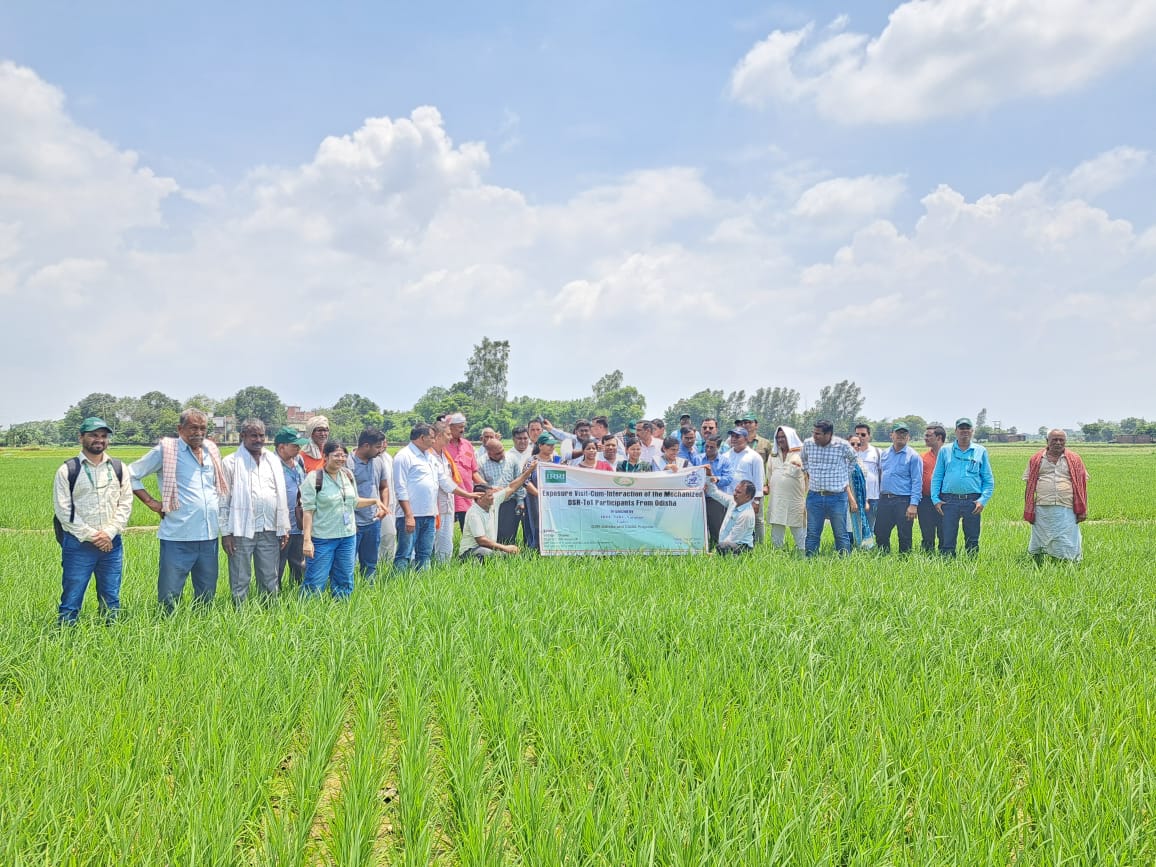 Odisha officials and KVK Scientist visit @DSR field at Gazipur #CSISA #CIMMYT #IRRI