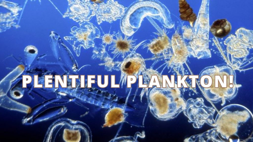 Don't miss Plentiful Plankton today at Tofino Resort+Marina from 1- 4pm. Learn why these organisms are so important in our marine food web! Everyone welcome!

#science #ecosystem #clayoquotsound #tofino #ucluelet #inquiringminds #whatisthat #nerd #learn⁠ #plankton