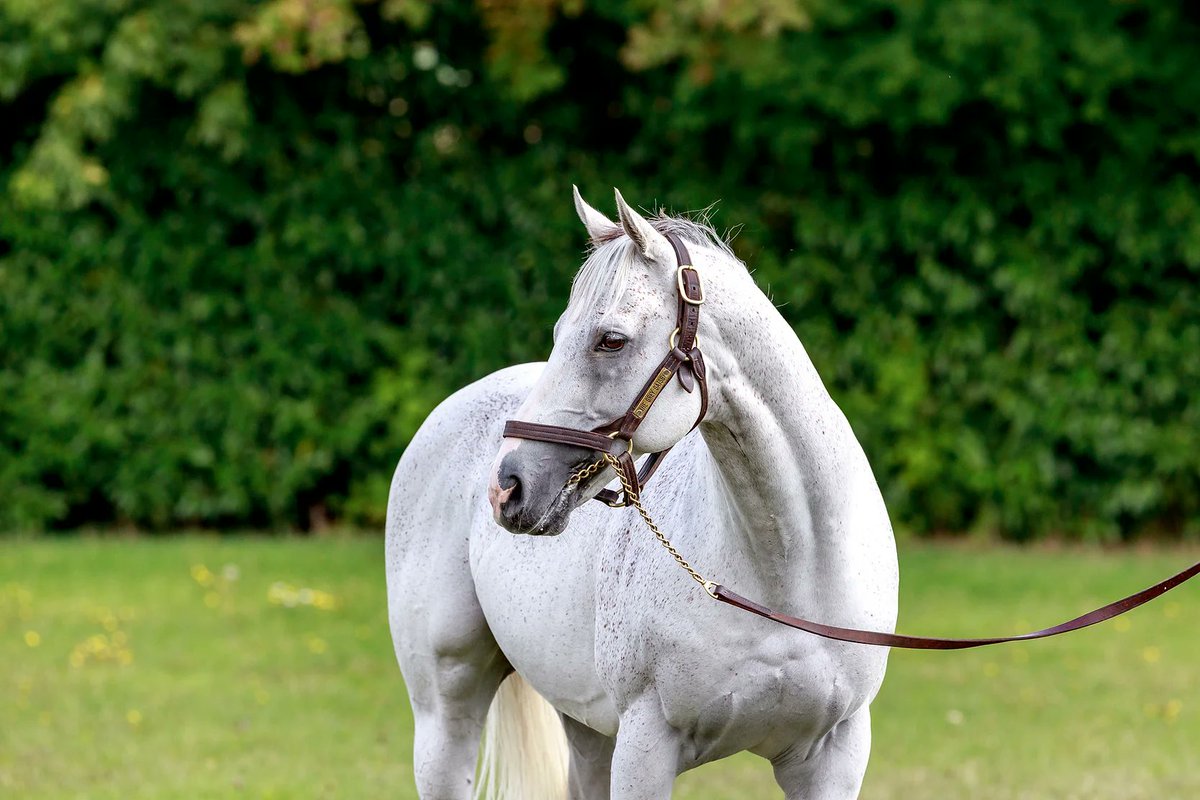 More stakes success for The Grey Gatsby's talented daughter Indian Wish in the Cairn Rouge Stakes at Killarney. 

The four-year-old was bred by Appapays Racing Club out of the Listed winner Indian Cat, by One Cool Cat.