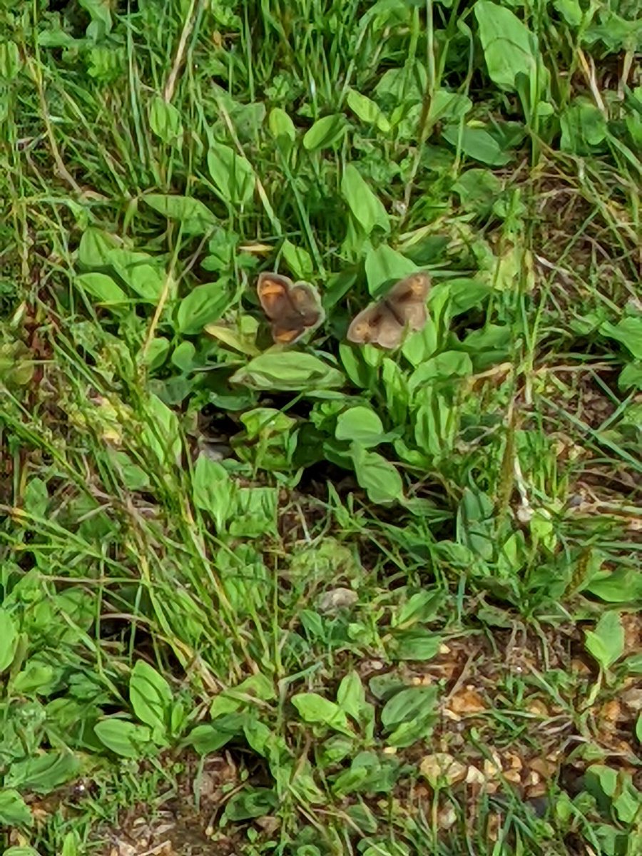 Rob3_14's tweet photo. @savebutterflies I saw these two the other day https://t.co/RgmYTdyLpR
