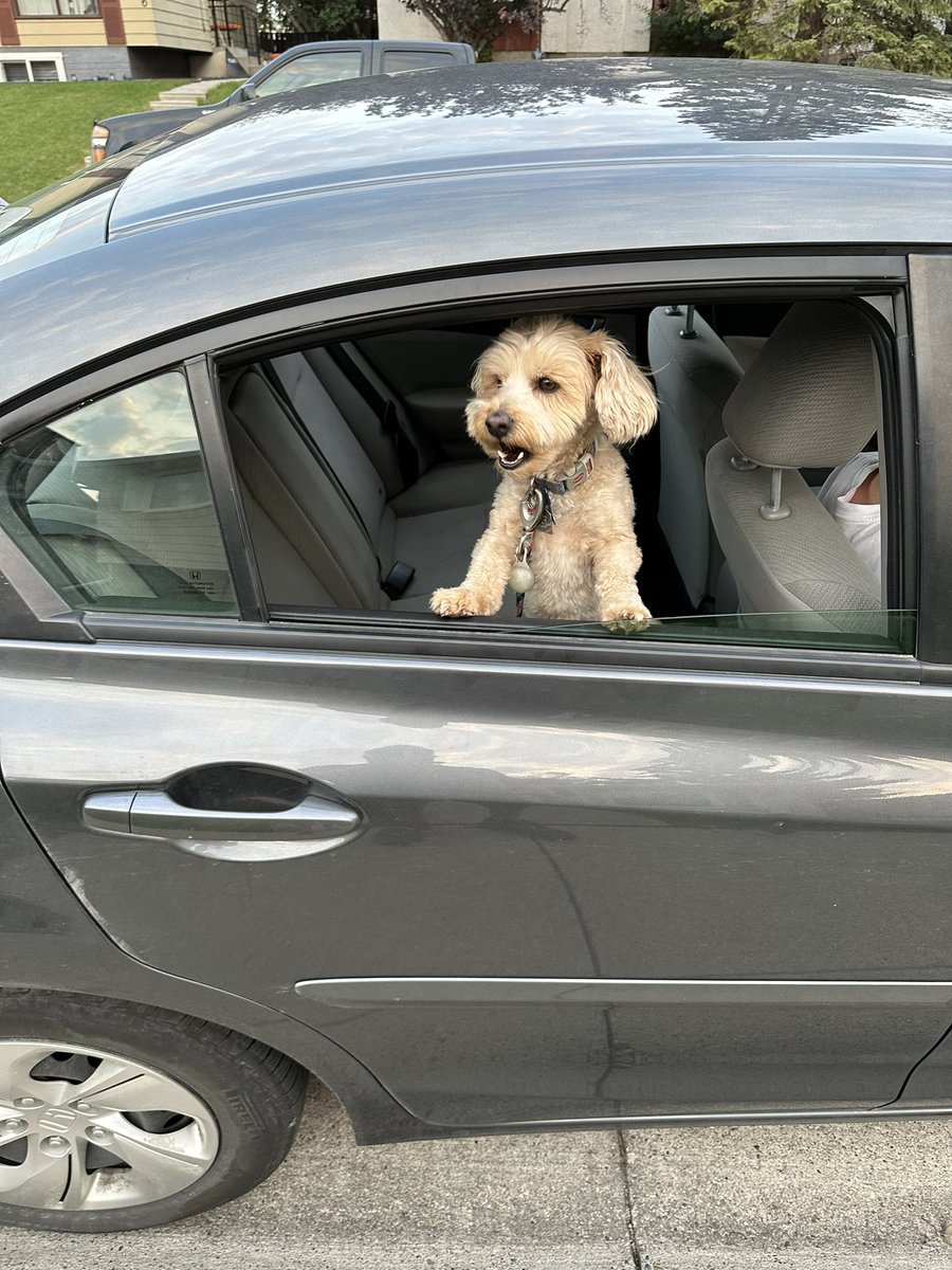 dcaptain_kerry's tweet photo. @Phil_Sledge Pat the yorkipoo #dogsoftwitter https://t.co/FANkPbWIpP