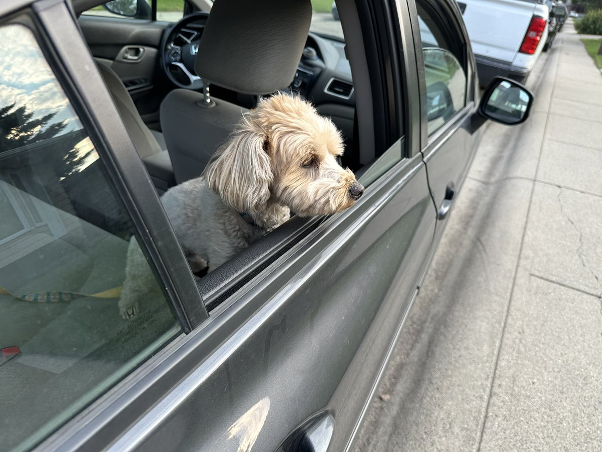 dcaptain_kerry's tweet photo. @Phil_Sledge Pat the yorkipoo #dogsoftwitter https://t.co/FANkPbWIpP