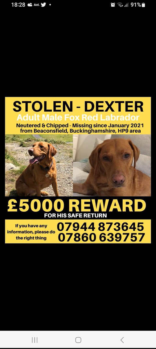 Bernade68827985's tweet image. #getDexterhome @getdexterhome