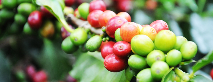 MakCAES's tweet photo. The Uganda Coffee and Carbon Project (UCCP) implemented for and with the Ankole Coffee Producers Cooperative Union (ACPCU) located in Bushenyi district, Uganda has an opportunity for PhD positions. Deadline for application is 5pm 24th July 2023. https://t.co/S2U7Z8PcIP https://t.co/7KIaqa0bUA