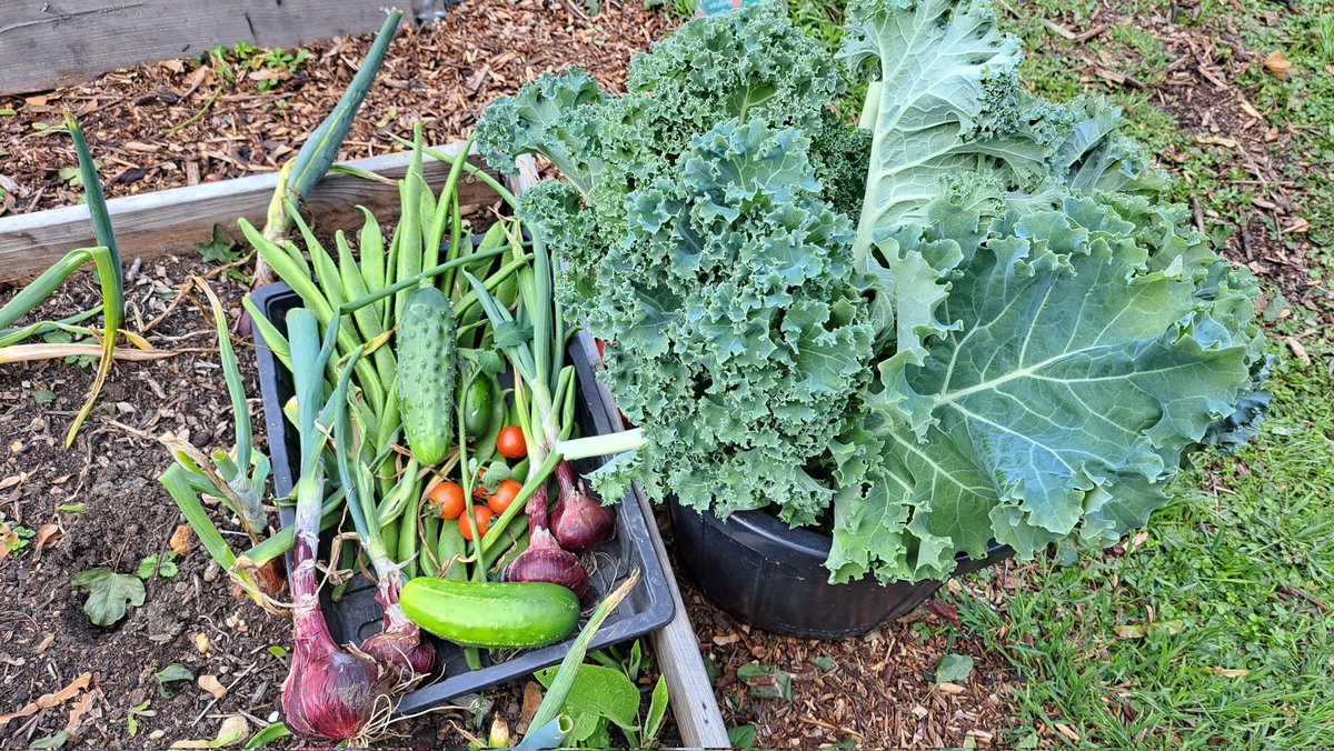 Another lovely harvest #allotment #allotmentuk #growyourown #growvegetables