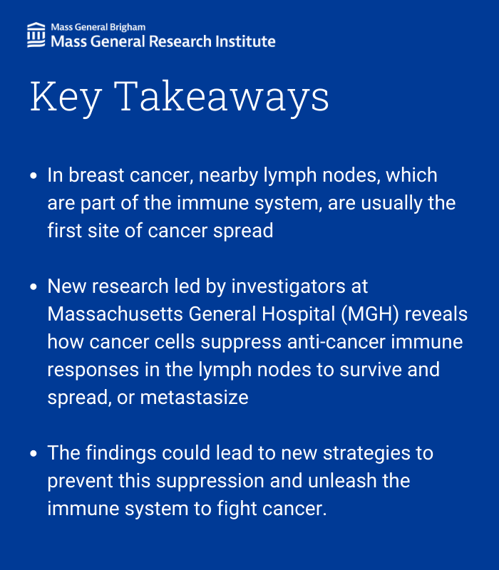 In a new study from @leilei_pinji @PaderaLab @MGHSteeleLab @MGHCancerCenter @pcandersson @MeghanOmelia @beyazlab @CSHL @DJonesLab @BUMedicine, researchers find how breast cancer cells evade immune surveillance and survive in lymph nodes. 

Read More: massgeneral.org/news/press-rel…