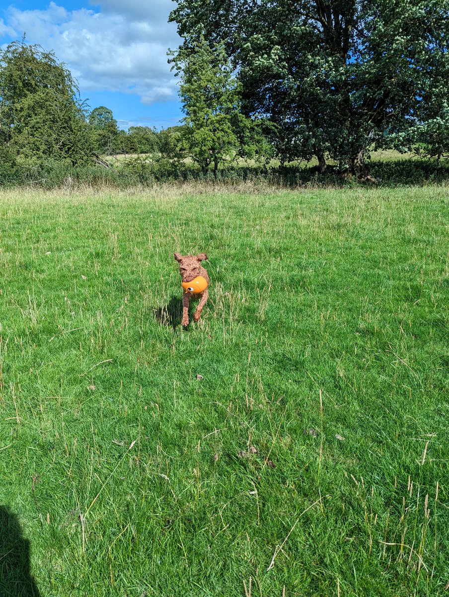 millymollyf's tweet photo. @ResponsePS Glorious for a change 😀 #Chatburn #ribblevalley @Sam_yates4 Ted having a great time #TreeClub https://t.co/pKFARqU1Bw
