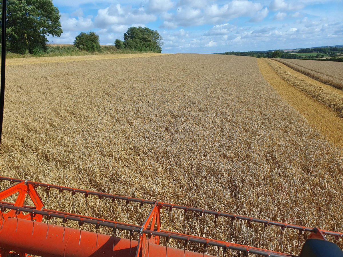 agritof80's tweet image. 2ème jour de #moisson2023 depuis 15h de l&apos;après-midi 
Aujourd&apos;hui dans les craies de coteaux. Le début de printemps humide semble avoir été favorable pour ce terroir
Humidité du grain un peu limite en raison des vents d&apos;ouest.
#CeuxQuiVousNourrissent 
#FrAgTw