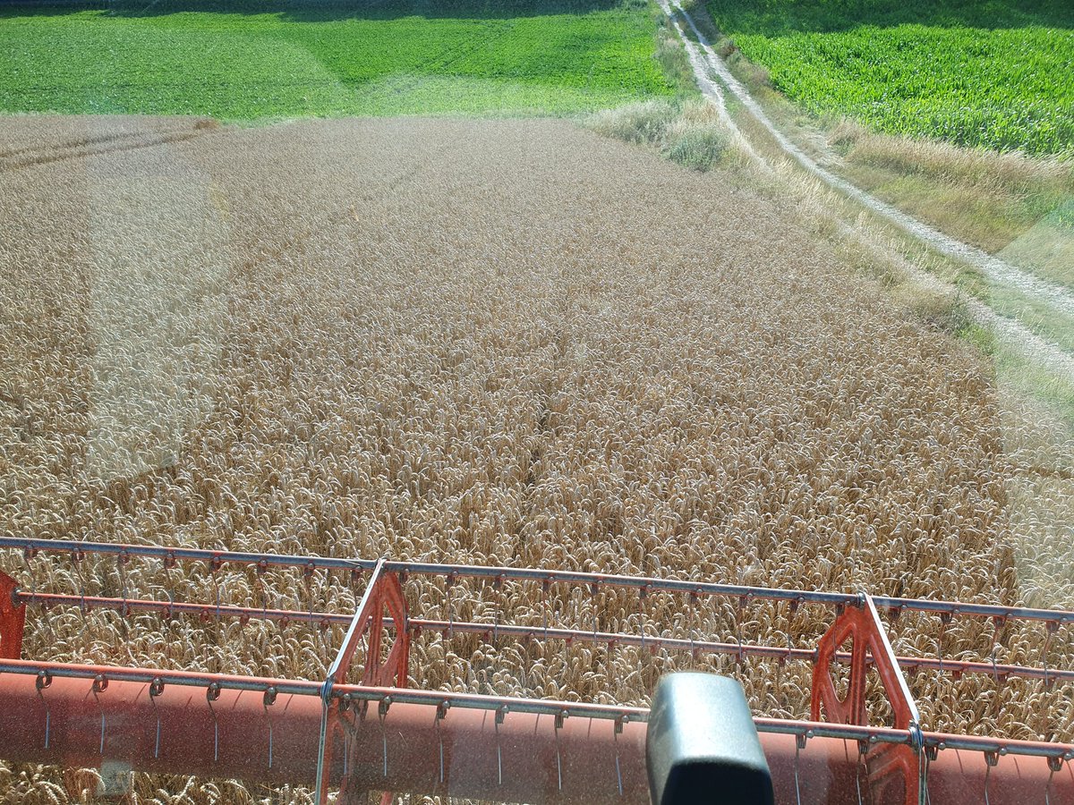 agritof80's tweet image. 2ème jour de #moisson2023 depuis 15h de l&apos;après-midi 
Aujourd&apos;hui dans les craies de coteaux. Le début de printemps humide semble avoir été favorable pour ce terroir
Humidité du grain un peu limite en raison des vents d&apos;ouest.
#CeuxQuiVousNourrissent 
#FrAgTw
