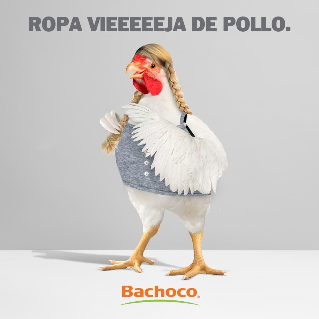 MerGarza's tweet photo. Se había tardado, pero no me decepciona NUNCA. 

Bachoco, te amo. 💖🐤 https://t.co/dEJCjm6uQo