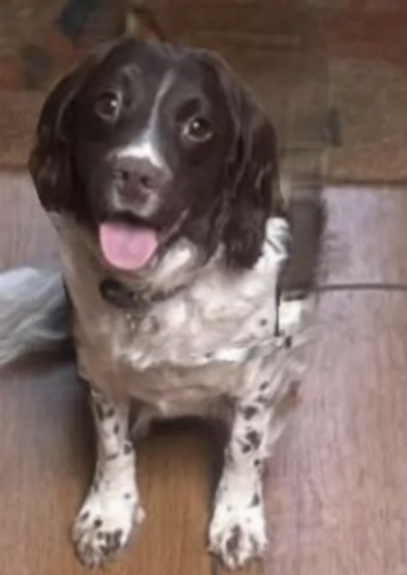 rosieDoc2's tweet photo. #SpanielHour
JACKIE missing Willoughby Road area #AshbyMagna #Leics #LE17
15/7/23
Female/adult liver&white #ESS
CHIPPED&SPAYED
https://t.co/zyzELg0D4F
@AshbyMagnaPC @JacquiSaid @BitofDecorum @juliagarland73 @MissingPetsGB @HunnyJax @bs2510 @ruthwill64 @LisaClareRead2 https://t.co/3QuTdnqnRq