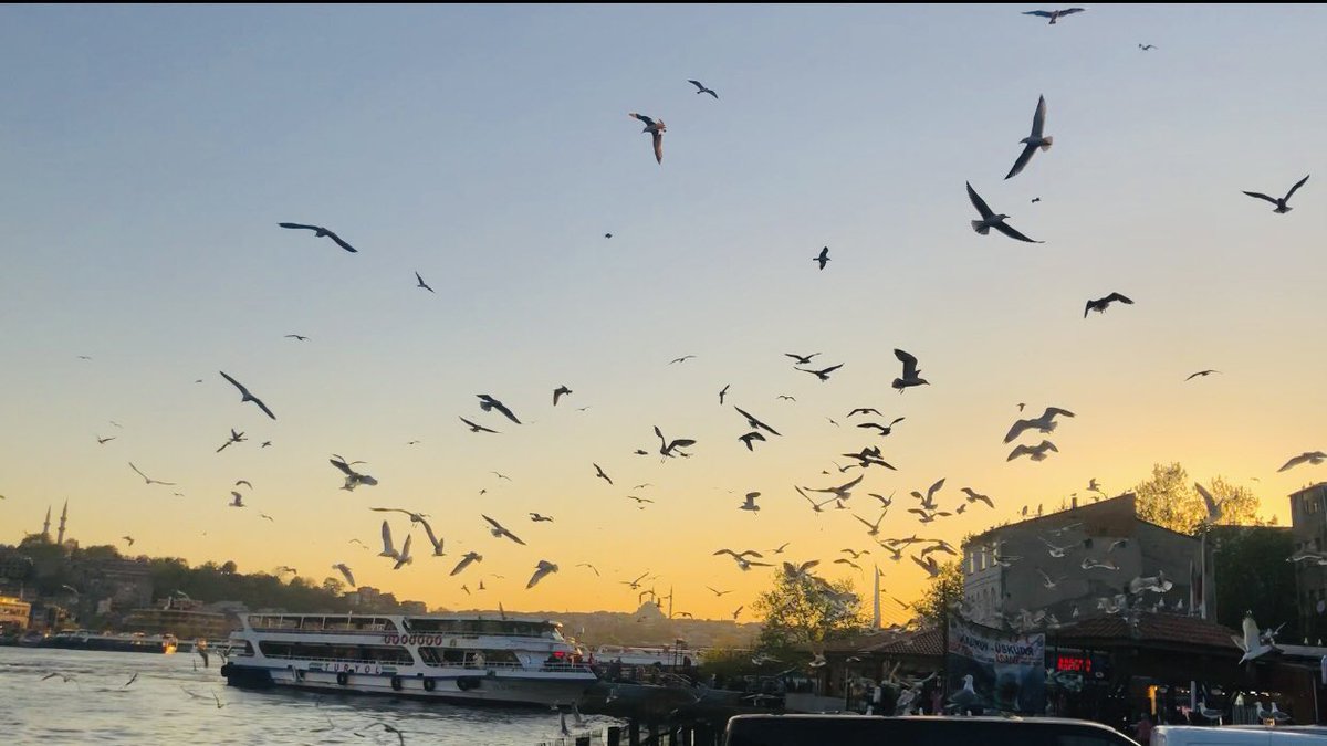 🕊️🕊️ #Karaköy