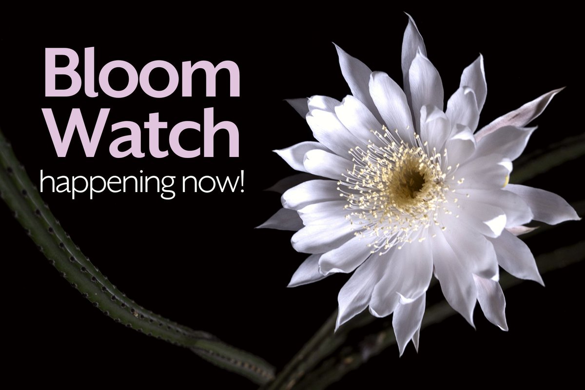 The Queen is coming...Stay up to date with Bloom Watch and don't miss the big night! 🌼👀

→ bit.ly/43FL6TC

#tucsonarizona #tucsonaz #tucsonsummer #orovalleyaz #visitarizona #visittucson #queenofthenight #nightbloomingcereus