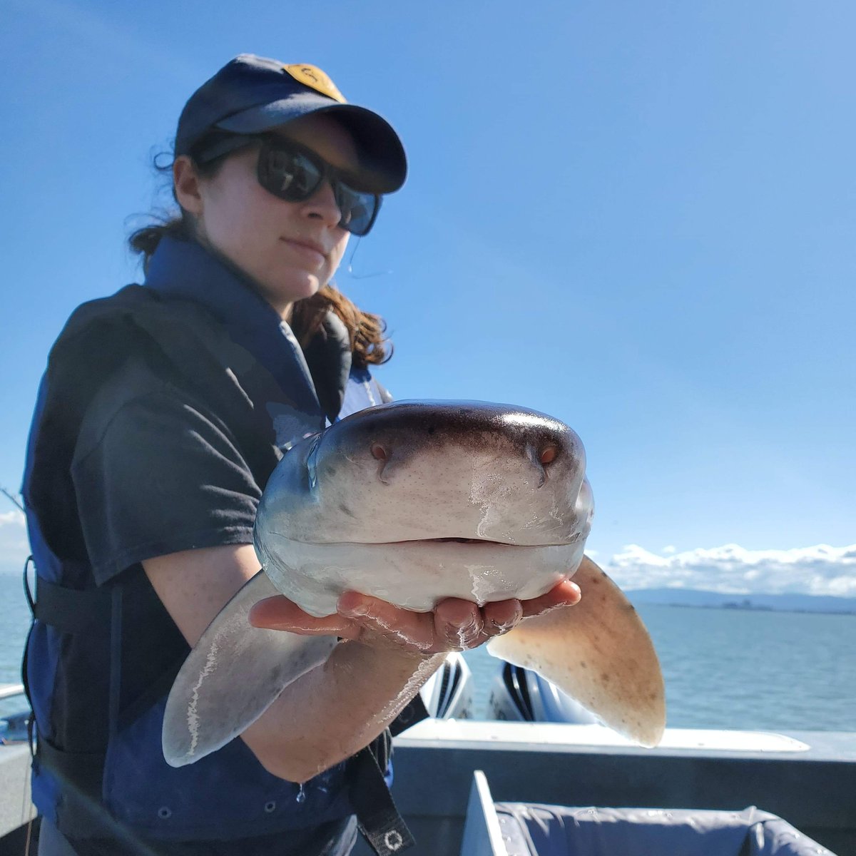1st up: Sharks Aren’t Infesting San Francisco Bay, But They Do Live Here! by <a href="/MegHolst/">Meghan Holst</a> 
no shark infested waters to see here! come learn about how our bay sharks are just living their lives &amp; using the bay as their pupping grounds, year round.