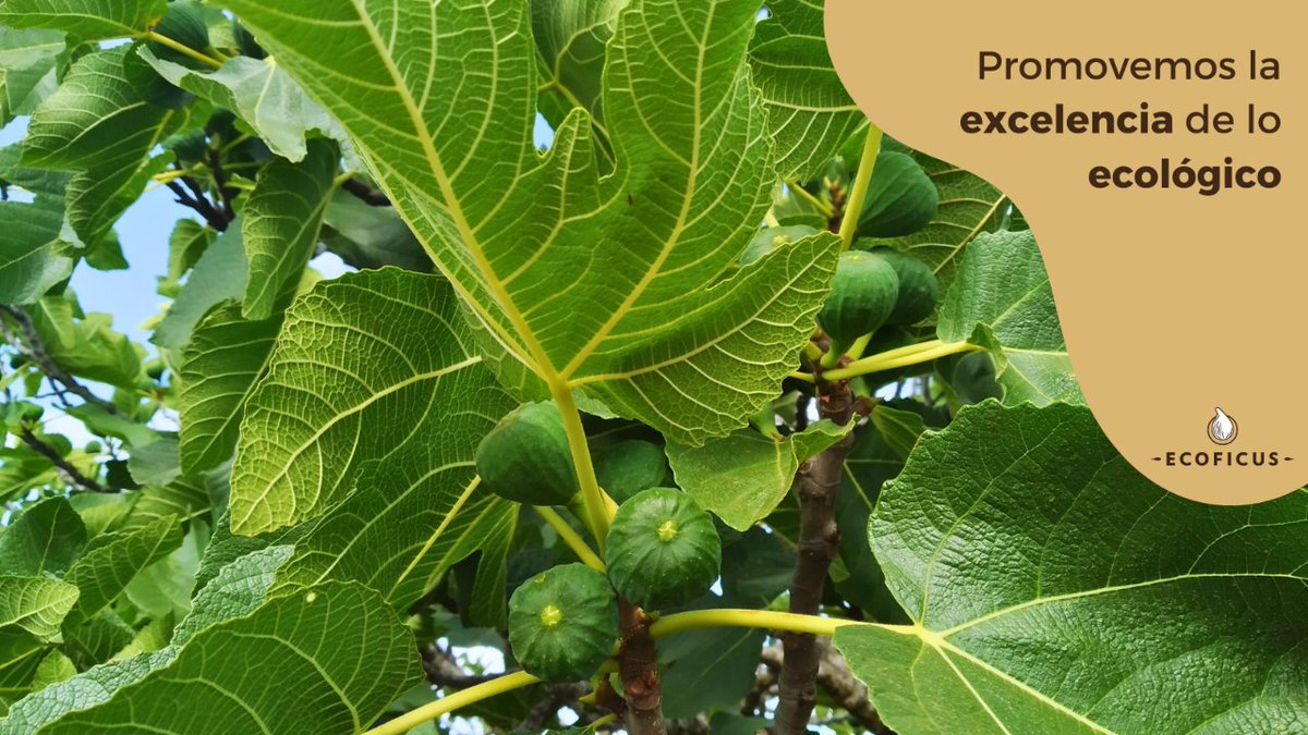 Ecoficus tweet media