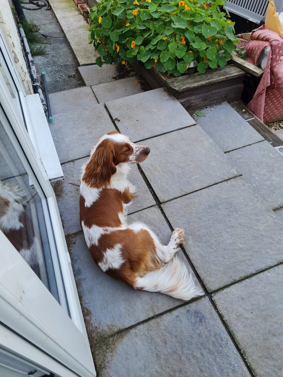 Oliver & Paddy tweet media