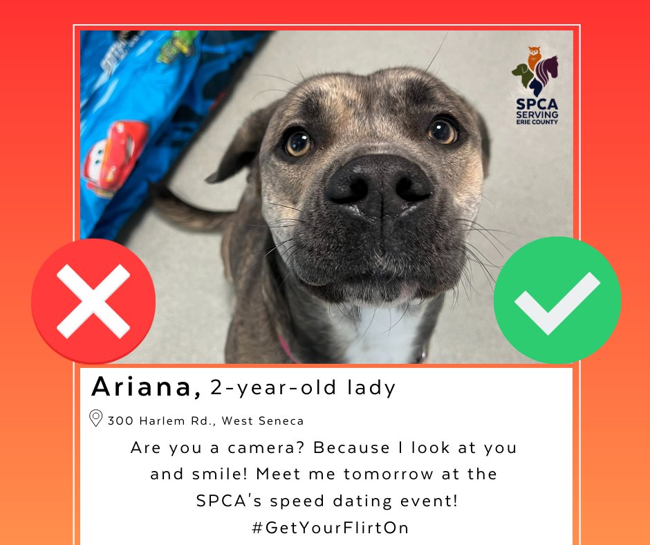 YourSPCA's tweet photo. The SPCA is bringing the excitement of speed dating to our shelter on Thursday, July 20, and Friday, July 21, from noon to 8 p.m.! 💘✨ During these special days, we're waiving adoption fees for all animals one year and older! 🐶🐱��❤️ #GetYourFlirtOn https://t.co/ojblvkqed9