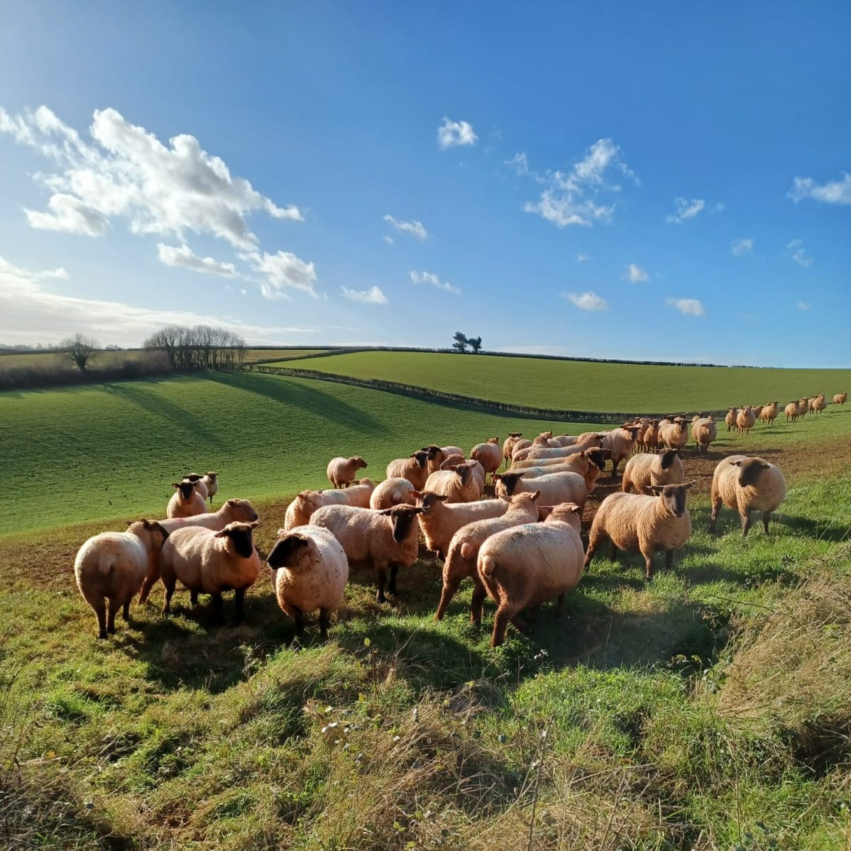 We are very sad to report that our sheep have been chased by a dog again in Cockington. This led to two lambs jumping out of their field and to one losing its life.

Please keep dogs under close control at all times around livestock.

#dogsundercontrolplease